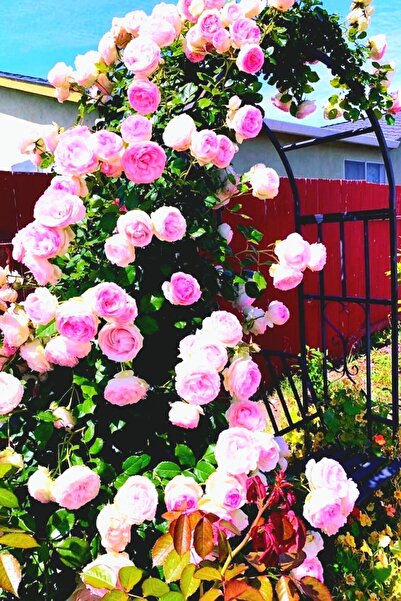 ÇİÇEKFLİX 1 adet Pembe katmerli kokulu sarmaşik gül fidesi fidan açık kök 35-...