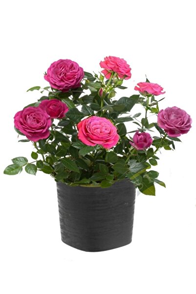 ÇİÇEKFLİX Lila Pembe Gül Ev Salon Ve Balkon Bitkisi Açik Kök 30-35cm