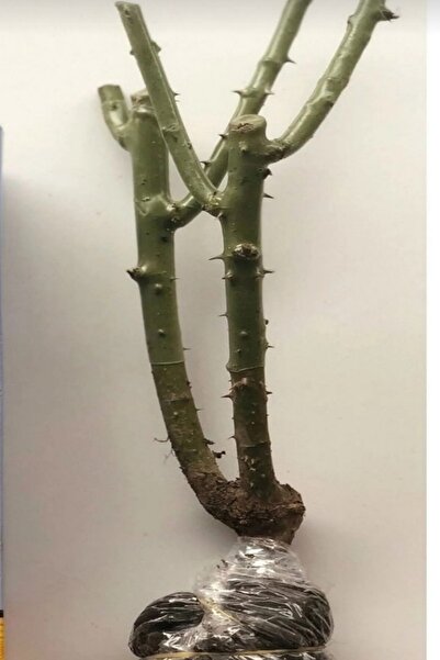 ÇİÇEKFLİX 1 Adet Pembe Kokulu Yediveren Isparta Reçellik Gül Açık Kök 30-35cm