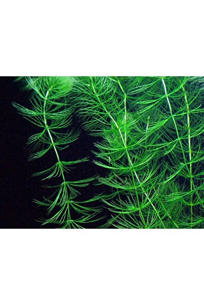 Betta Didyma Ceratophyllum Demersum (tilki Kuyruğu Çam) 5 Saksı Akvaryum Bitkisi