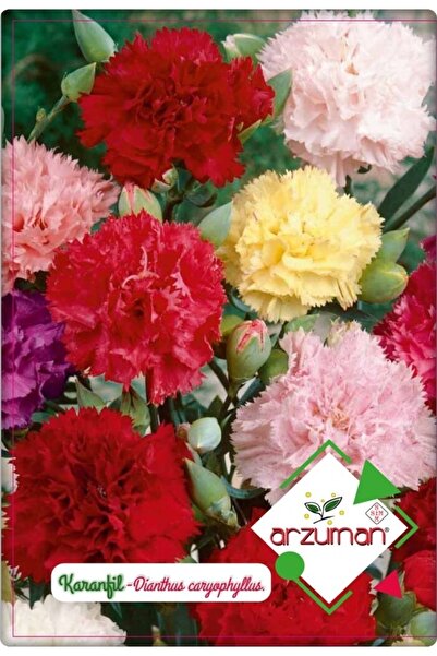 Arzuman Karanfil Çiçeği Tohumu (100 ADET)