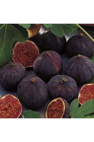 yavuz botanik Bursa Karası Incir Fidanı