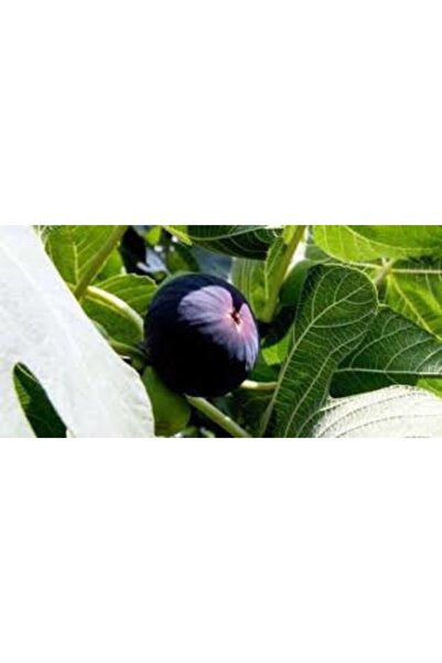 yavuz botanik Bursa Karası Incir Fidanı