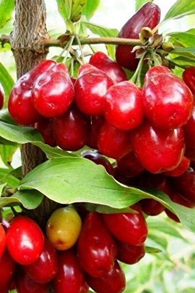 Large Fruit Cranberry Seedling Grafted Open Root 80-100 cm