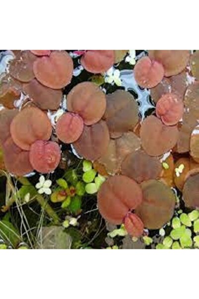 BIO AQUATIC Phyllanthus Fluıtans - Red Root Floater 4 Adet 3-4 Yaprak Kırmızı...