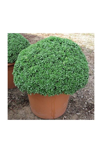 Fide Sepeti Top Fesleğen Tohumu 5gr 1 Paket