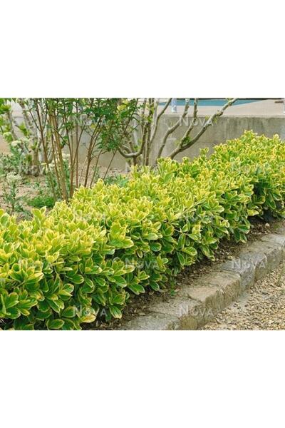 lalaahmetbotanik 5 Adet Gold Taflan Fidanı 20-40 Cm (altuni Taflan)