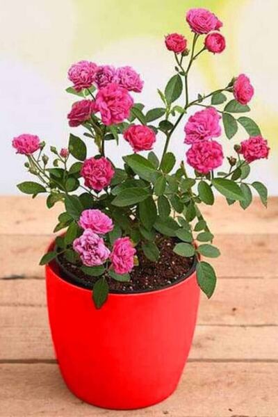 ÇİÇEKFLİX Minyatür Gül Fide Pembe Açık Kök Dikime Hazır 35-40cm 1 Adet