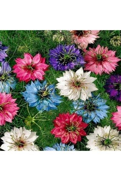 Genta Karışık Renkli Çörekotu Tohumu