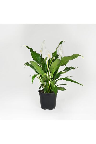 SERADANAL Spathiphyllum Barış Çiçeği Bitkisi