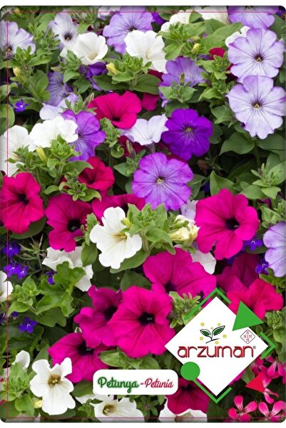 Arzuman Petunya Çiçeği Tohumu (100 Adet) Boru Çiçeği