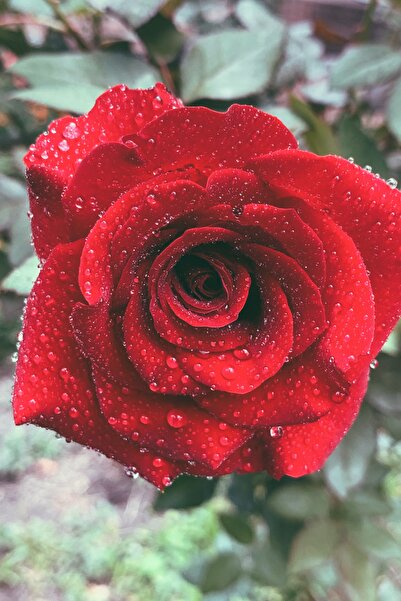 ÇİÇEKFLİX Kırmızı Rose Gül Fidesi Fidan Açık Kök 37-40cm 1 Adet