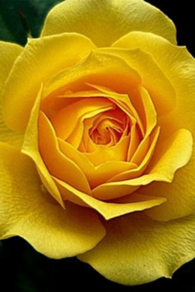 ÇİÇEKFLİX Sarı kokulu gül fidesi fidan açık kök 36-40cm dikime hazır 1 adet