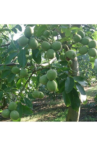 Ucuzluk Diyarı 1 Adet Fernor Ceviz Fidanı Açık Köktür 60 70 Cm Boy