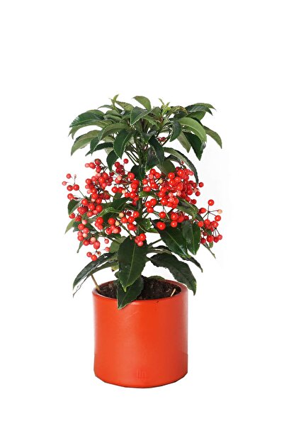 Fintarla Ardisia Bospremium Coral Berry Ateş Kirazı Yılbaşı Ağacı Çiçeği