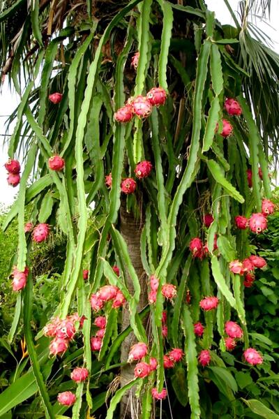 Toptan Kaktüs Ejder Meyvesi Ağacı Fidanı Kırmızı 3 Adet 15 cm Köksüz Çelik Saksısız
