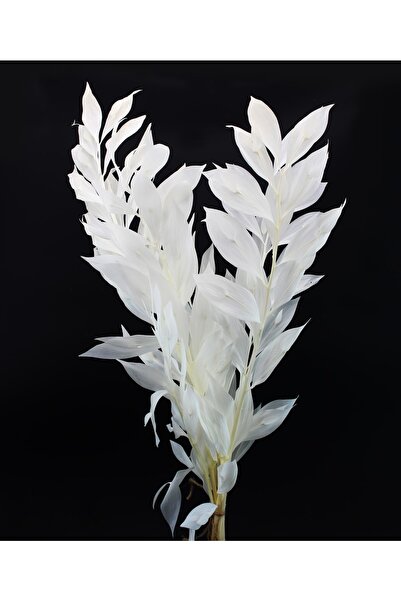 Lora Wedding 50-60gr Doğal Şoklanmış, Kurutulmuş Ruskus Çiçeği