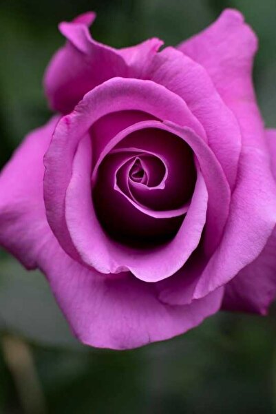 ÇİÇEKFLİX Lila Gül Fide Fidan Açık Kök 37-40cm 1 Adet Dikime Hazır