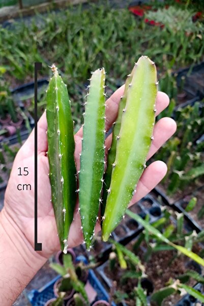 Toptan Kaktüs Ejder Meyvesi Ağacı Fidanı Kırmızı 3 Adet 15 cm Köksüz Çelik Saksısız