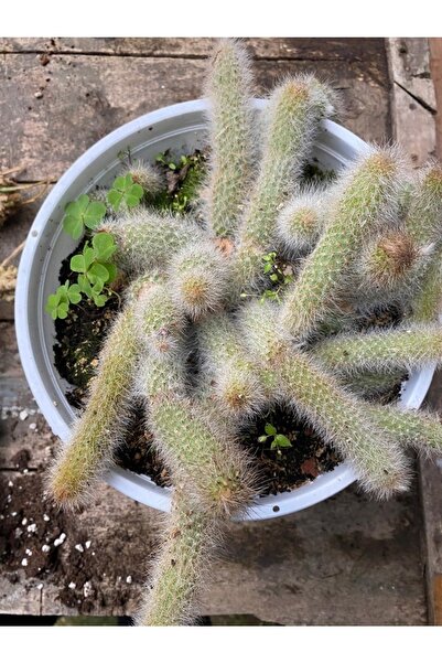 tohumtoprak Colademononis 9 cm Saksılı Maymun Kuyruğu Kaktüs Dev Saksı