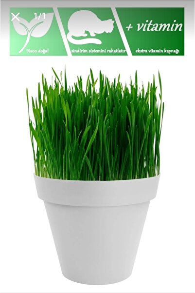 Tohumcumm Tüy Yumağı Önleyici %100 Doğal Kedi Çimi Tohumu (tohum,toprak,saksı)
