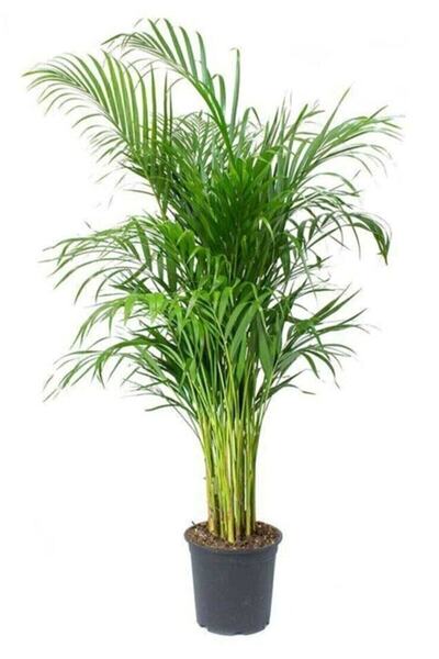 serada decor & plant Serada Decor&plant Areka Palmiyesi Ev Ofis Salon Bitkisi...