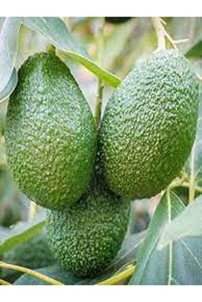 TROPİKHAL 3 Adet Avokado Dalından Taze Hasat