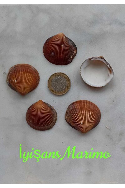 5 Adet Koleksiyonluk Istiridye Deniz Kabuğu