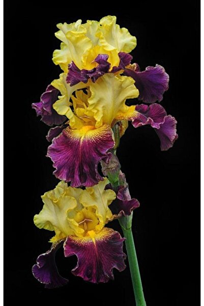 CANBOTANİK 1 Adet Iris Süsen Çiçek Soğanı-mor Sarı