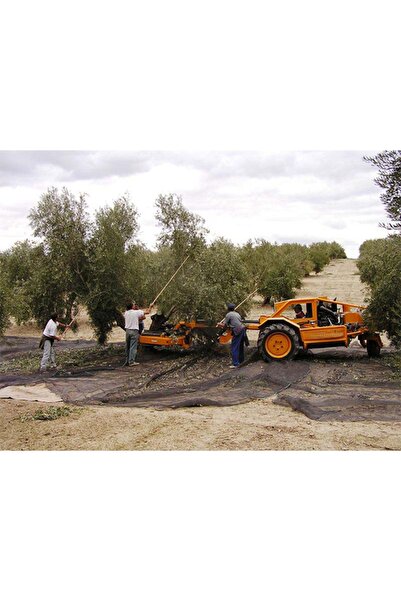 COTEX A Zeytin Toplama Filesi 75 gr Hasat Yaygısı/file 6x12 Metre