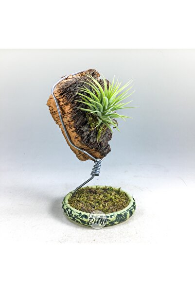Gurme Bitki Tillandsia Ionantha Mantar Kabuk Aranjman - El Yapımı Standı Ile ...