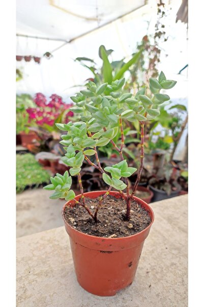 Ravza Çiçekçilik Crassula Rupestris ( Salon Ve Ofis Hava Temizleyici ) ( 8.5 ...