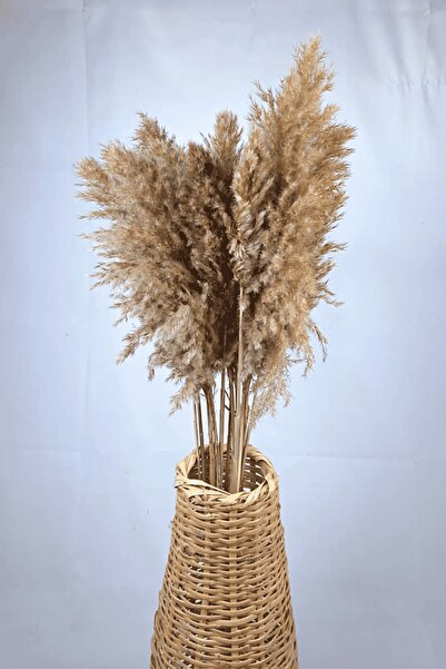 Alyones Şoklanmış Renkli Pampas Demeti 10'lu Set