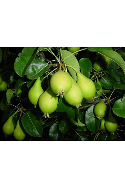 Fidan & Peyzaj Akça Armut Fidanı (140 - 150 CM. BOY / AÇIK KÖKLÜ)