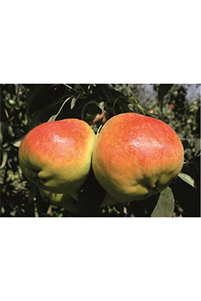 Fidan & Peyzaj Deveci Armut Fidanı 140 - 150 Cm. Boy / Seçkin Çeşit / Açık Kök)