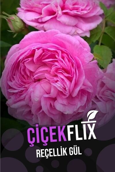 ÇİÇEKFLİX Ultra Kokulu Reçellik Gül Pembe Açik Kök 35-37cm