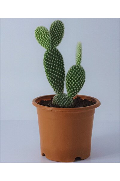 Aysima Çiçekevi Kaktüs 10.cm Saksıda