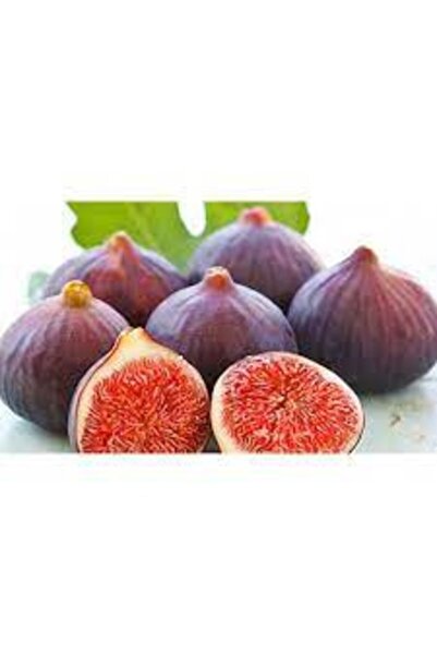 yavuz botanik Bursa Karası Incir Fidanı