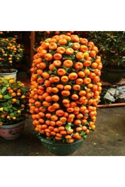 Serdar Çam Tohumculuk Nadir Ithal Bodur Mandalina Ağacı Tohumu Ekim Seti 3 Tohum Saksı Toprak Kombin