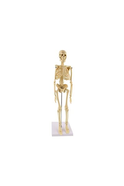 HIZIROĞLU AHŞAP Skeleton Model New 46 cm