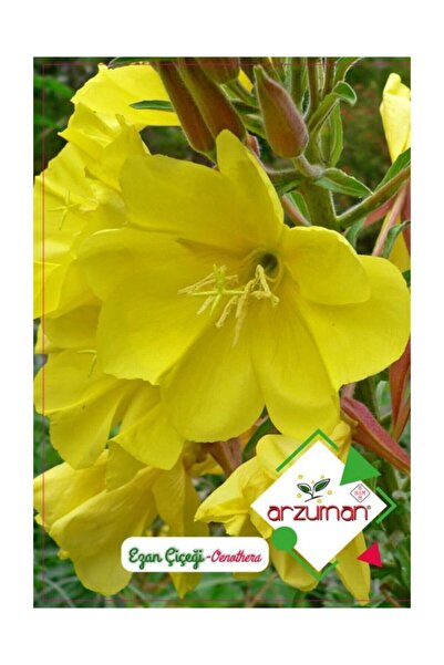 Arzuman Tohum Arzuman Ezan Çiçeği Tohumu 100 adet