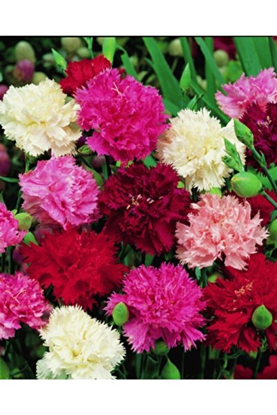 Fide Sepeti Çiçek Tohumu Karanfil Çiçeği (Karışık Renkli) 1 Paket