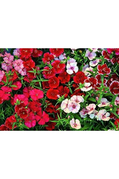 Fide Sepeti Çiçek Tohumu Karanfil (Bodur-karışık Renkli) 1pkt.