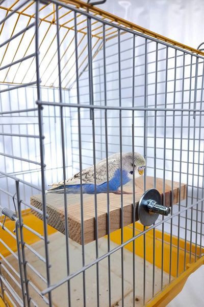 Alyones Set Parrot Budgie Stand Rectangular Cage Rack