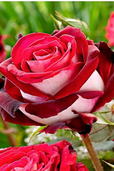 ÇİÇEKFLİX Türkiyem Gülü Fidesi Kokulu Yediveren Açık Kök 3540cm