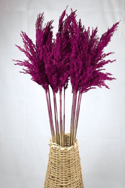 Alyones Şoklanmış Renkli Pampas Demeti 10'lu Set