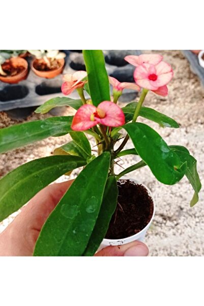 cantropikal Euphorbia Milii, Dikenler Tacı, Ebruli. Sukulent 5,5 Saksıda