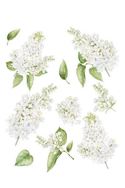 MyHobby Sulu Transfer St Sml 29 25x35 Cm