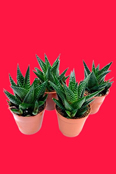 ÇİÇEKFLİX Haworthia Tufni Parlak Yaprak Mini Boy Kaktüs Sukulent 1 Adet