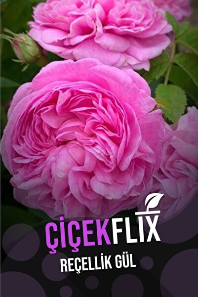 ÇİÇEKFLİX Reçellik Gül Isparta Gülü Kokulu 1 Adet Açık Kök 25 35 cm